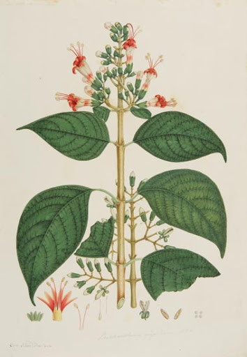 Cinchona lanceifolia. Lámina, Flora de la real Expedición Botánica del Nuevo Reino de Granada.