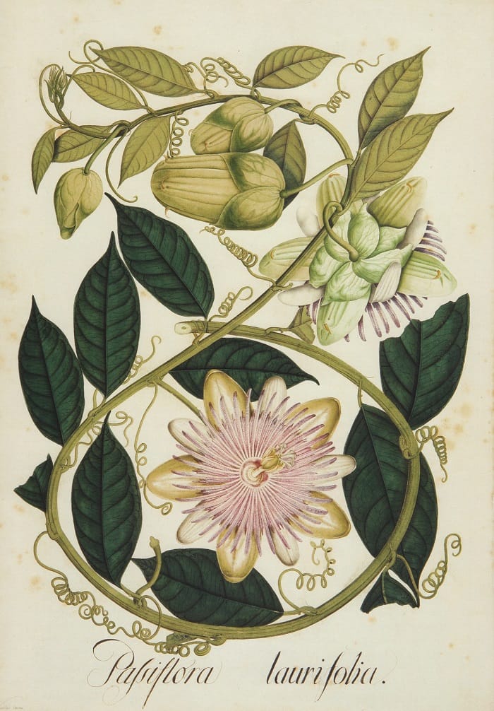 Passiflora laurifolia. Lámina de la Expedición Botánica (1783-1816).