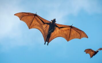 Superar la guerra contra los animales y la naturaleza: una lectura de El murciélago y el capital de Andreas Malm